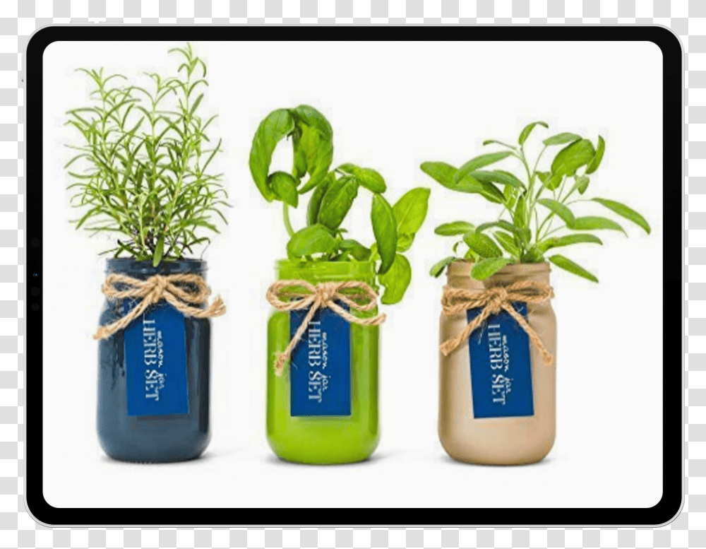 Mason Jar Herb, Plant, Potted Plant, Vase, Pottery Transparent Png