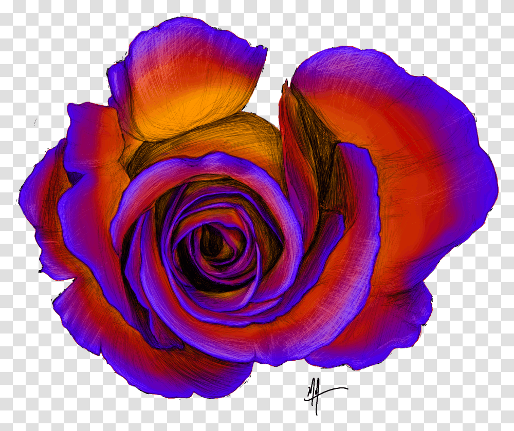 Masonillustration Rose Overhead Sketch Hybrid Tea Rose, Flower, Plant, Blossom Transparent Png