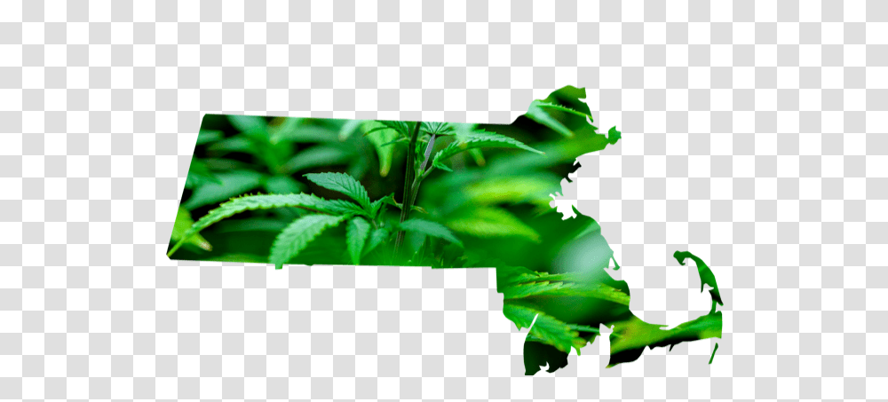Massachusetts Could Become Marijuana Research Hub, Plant, Leaf, Weed, Hemp Transparent Png