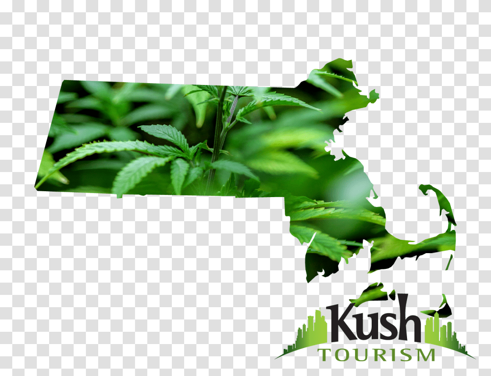 Massachusetts Marijuana Dispensary Map Directory Kush Tourism, Potted Plant, Vase, Jar, Pottery Transparent Png