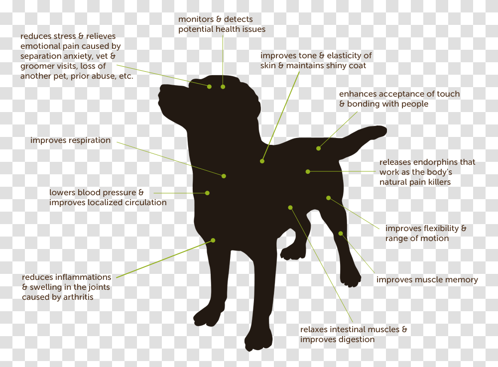 Massage Dogs, Nature, Outdoors, Diagram, Night Transparent Png