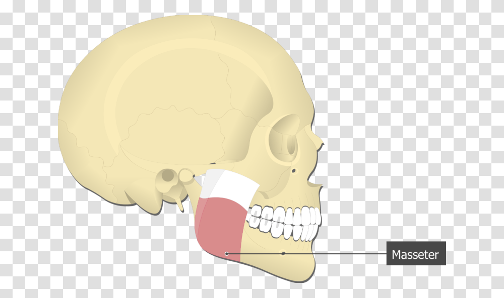 Masseter Muscle Attached To The Skull Alone Temporalis Muscle Origin And Insertion, Jaw, Teeth, Mouth, Lip Transparent Png