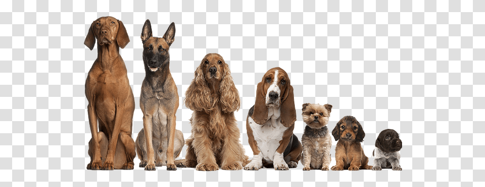 Master Ces E Gatos Dogs Of All Ages, Pet, Canine, Animal, Mammal Transparent Png
