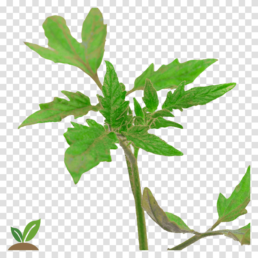 Mata De Coco Punta De La Planta De Tomate, Leaf, Flower, Hemp, Weed Transparent Png