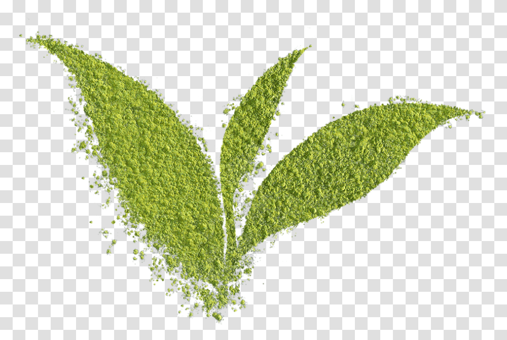 Matcha Powder Leaf Grass, Plant, Green, Vase, Jar Transparent Png
