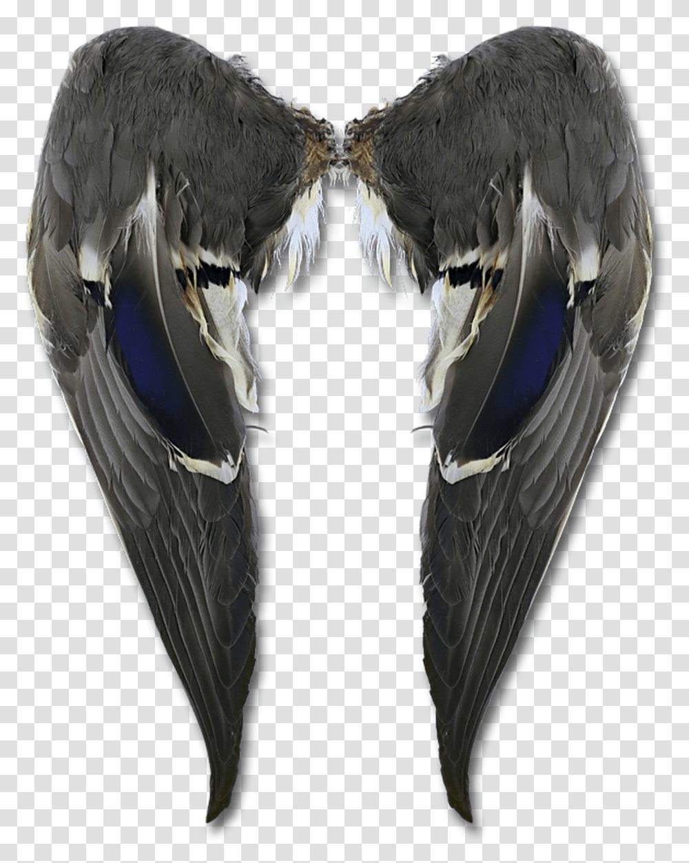 Matched Mallard Wings Butterfly, Bird, Animal, Jay, Waterfowl Transparent Png