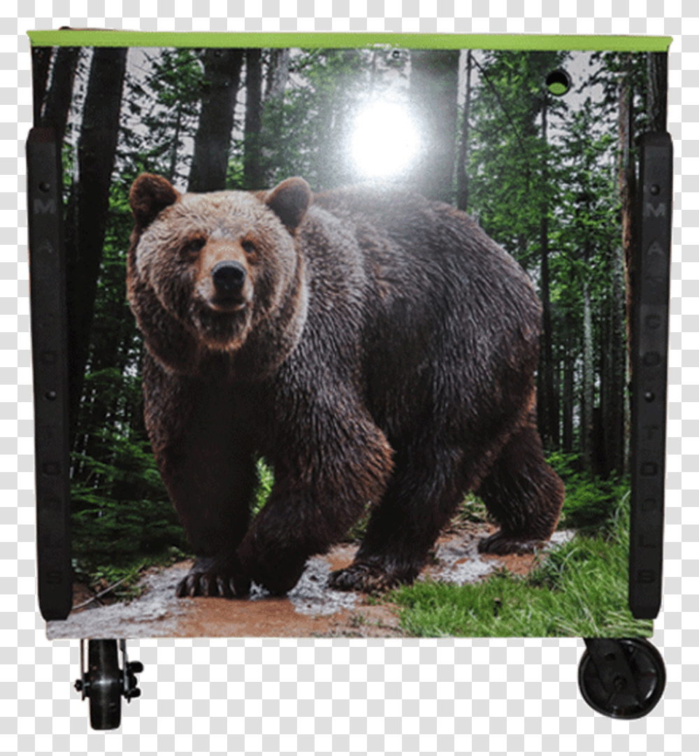 Matco Tool Box Wrap For Tools Picture Frame, Bear, Wildlife, Mammal, Animal Transparent Png