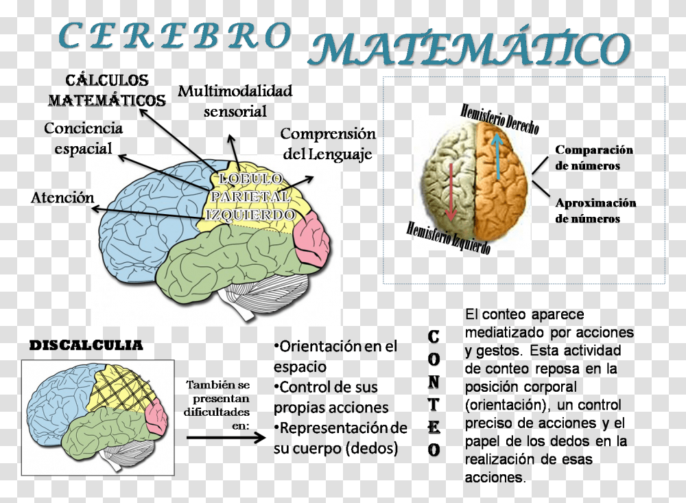 Matemticas En El Cerebro Cerebro Y Las Matematicas, Label, Plant, Food Transparent Png