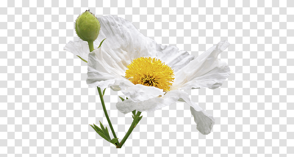 Matilija Poppy, Plant, Flower, Blossom, Petal Transparent Png