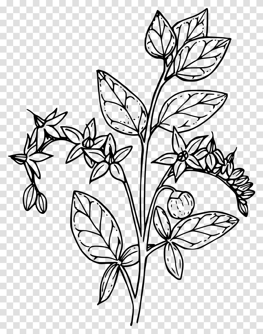 Matrimony Vine Clip Arts Coloring Pages, Gray, World Of Warcraft Transparent Png