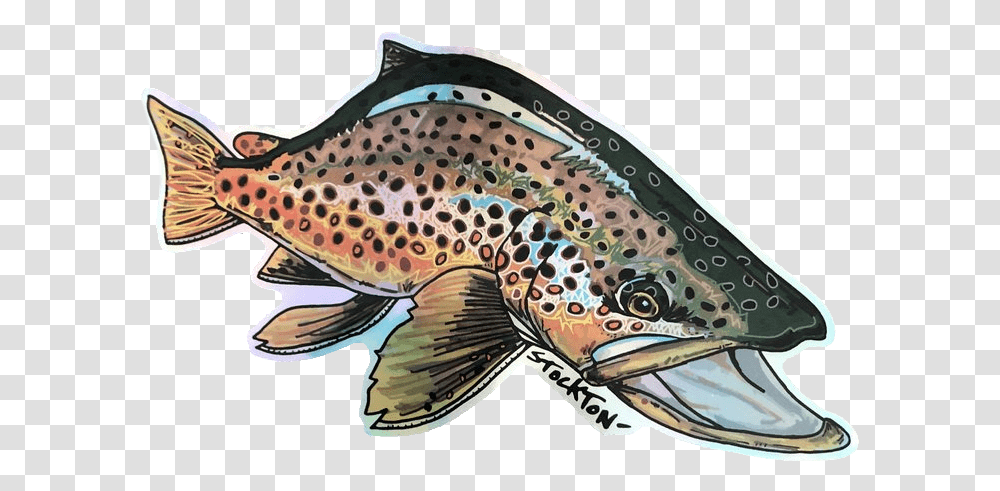 Matthew Stockton Brown Trout Holographic Sticker Brown Trout, Fish, Animal, Sea Life, Coho Transparent Png