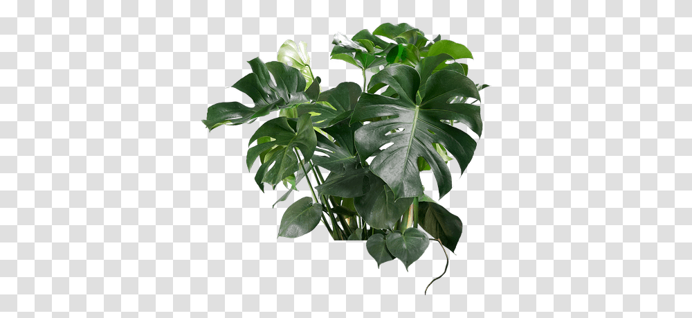 Mature Cheese Plant Leaf It Out Tree, Acanthaceae, Flower, Annonaceae, Potted Plant Transparent Png