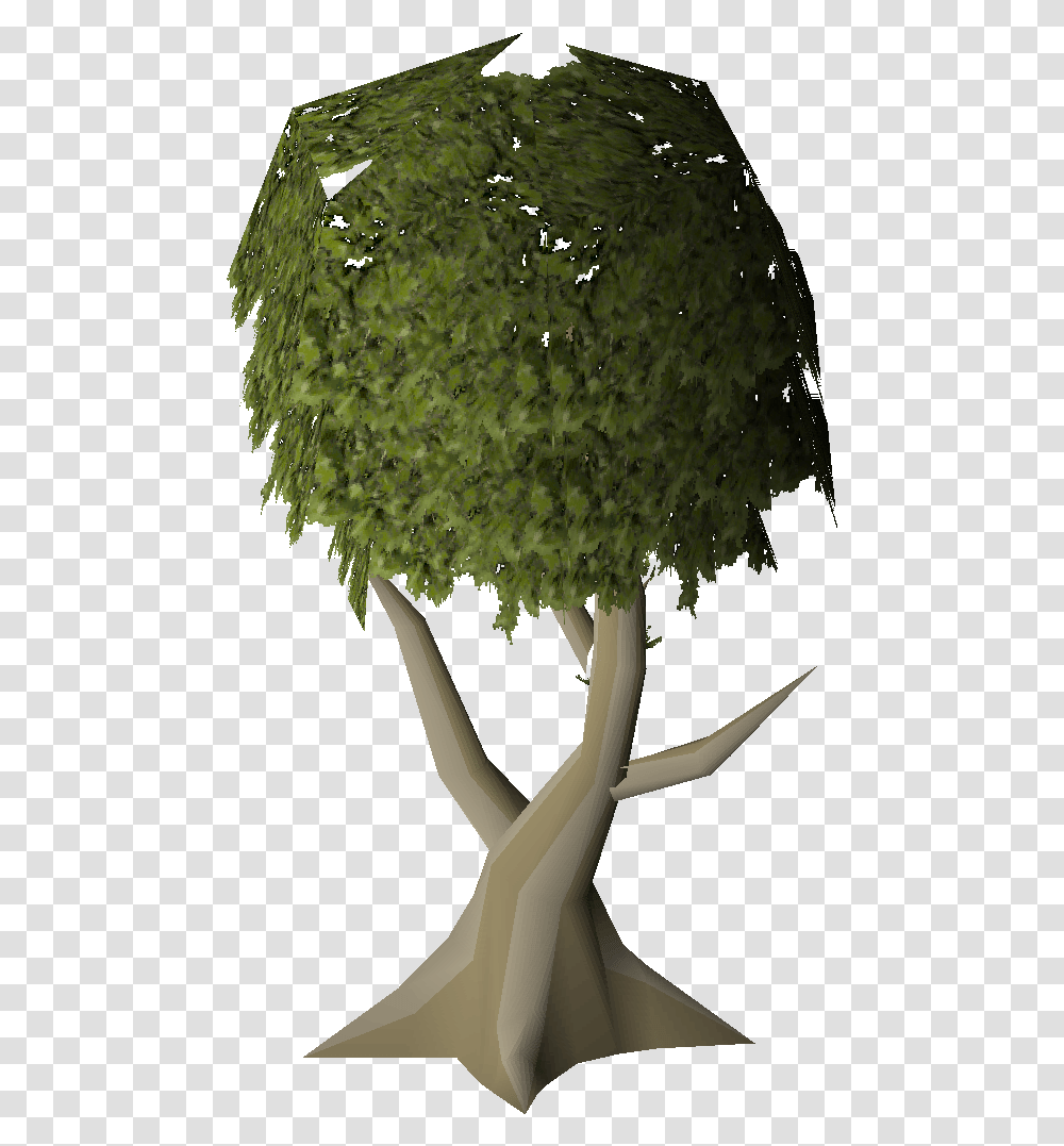 Mature Juniper Tree Runescape, Plant, Vegetable, Food, Produce Transparent Png