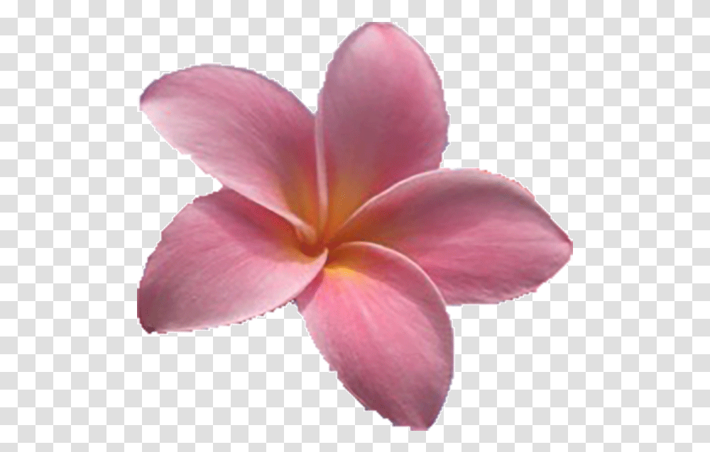 Maui Plumeria Gardens Frangipani, Petal, Flower, Plant, Blossom Transparent Png