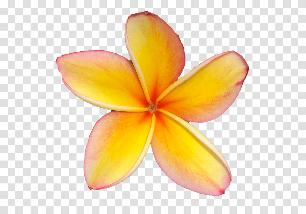 Maui Plumeria Gardens, Petal, Flower, Plant, Blossom Transparent Png