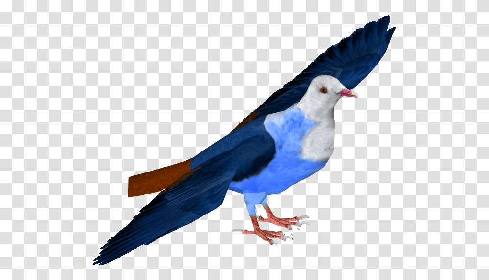 Mauritius Blue Pigeon Download Rock Dove, Bird, Animal, Beak, Bluebird Transparent Png