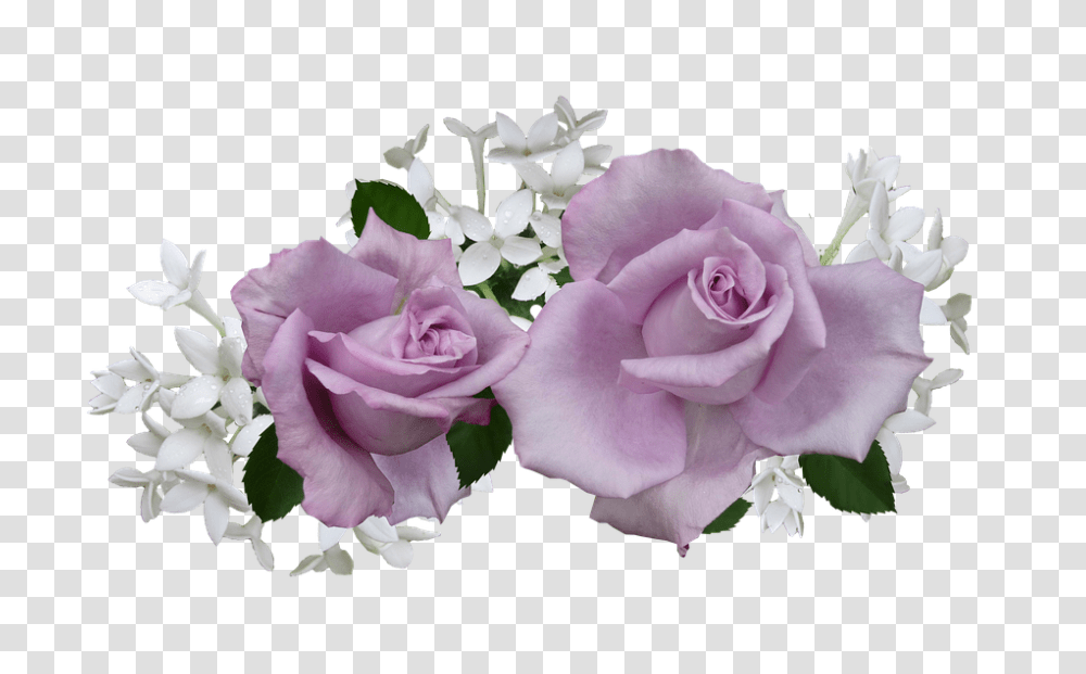 Mauve 960, Flower, Plant, Rose, Blossom Transparent Png