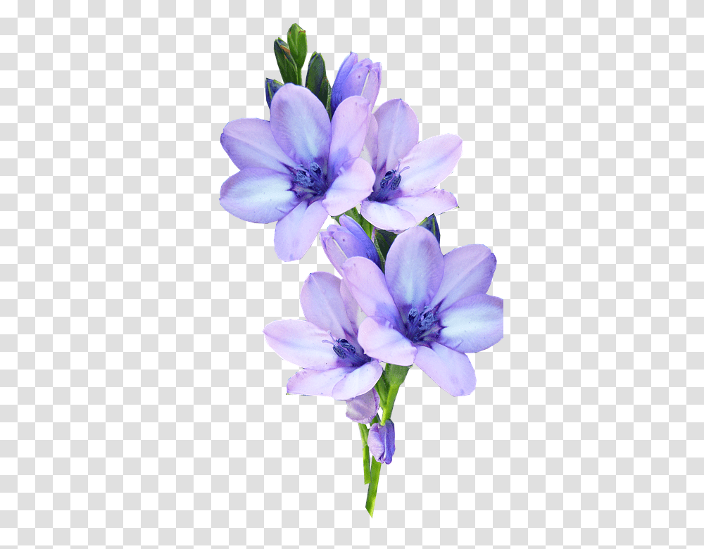 Mauve 960, Flower, Geranium, Plant, Blossom Transparent Png