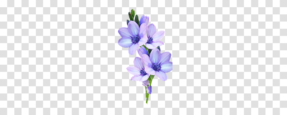 Mauve Technology, Geranium, Flower, Plant Transparent Png