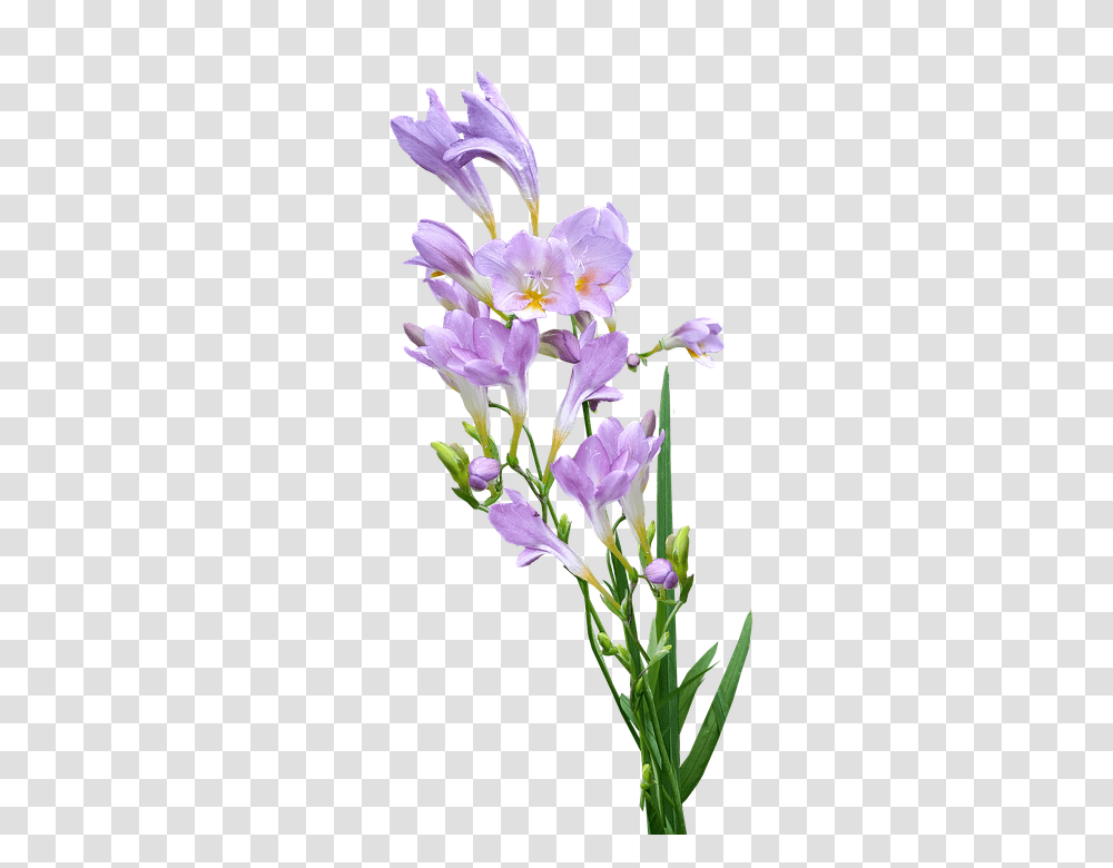 Mauve Flower 960, Plant, Iris, Blossom, Amaryllidaceae Transparent Png