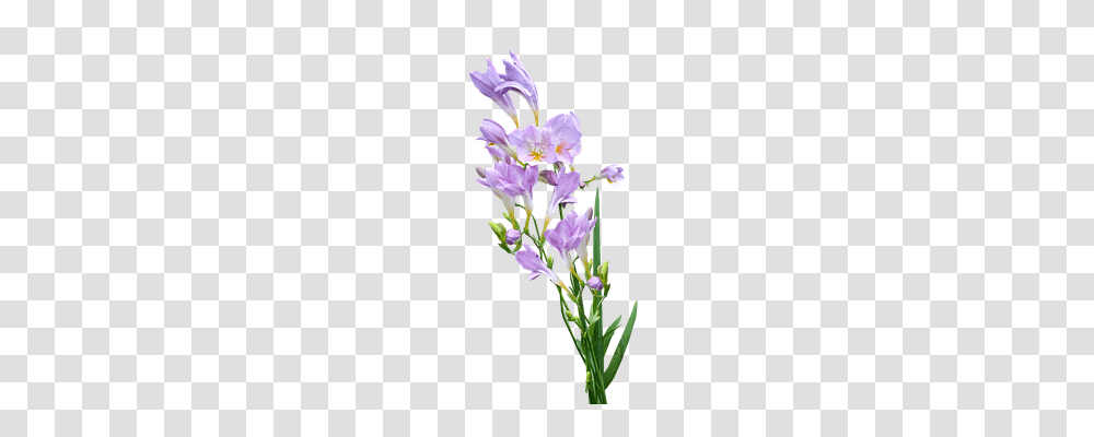 Mauve Flower Technology, Plant, Iris, Blossom Transparent Png