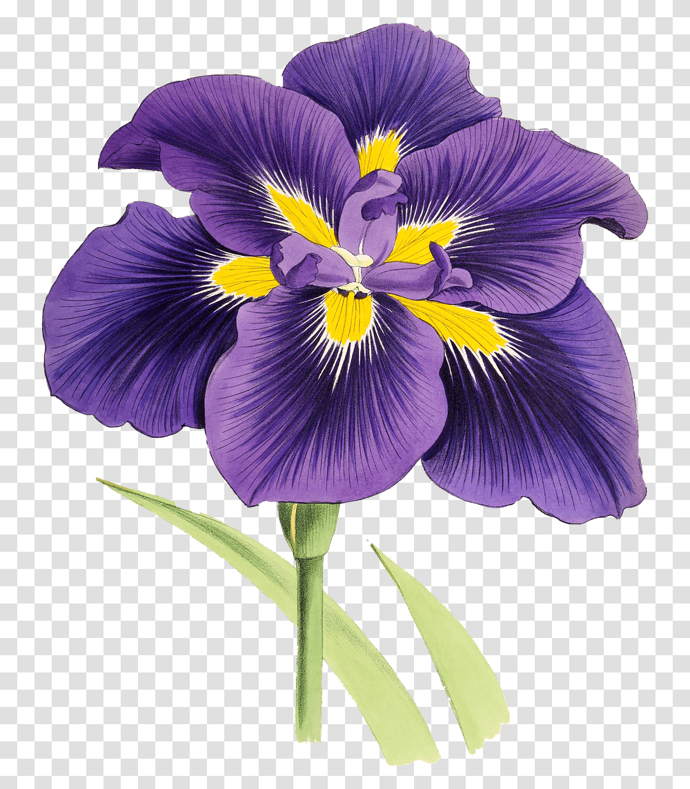 Mauve Lily Drawing Stickpng Lily Purple And Yellow, Iris, Flower, Plant, Blossom Transparent Png