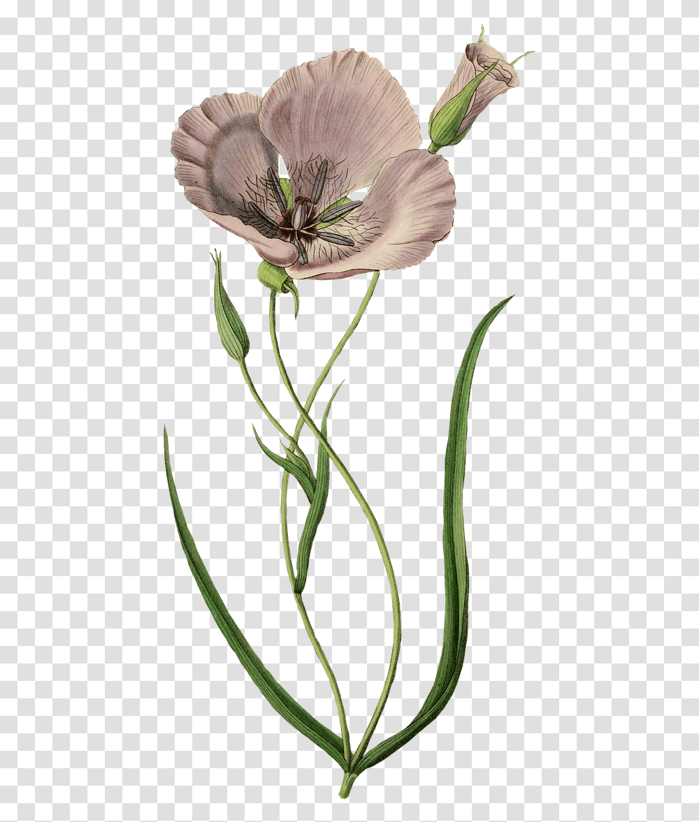 Mauve Poppy Poster Bloem, Plant, Flower, Pollen, Geranium Transparent Png