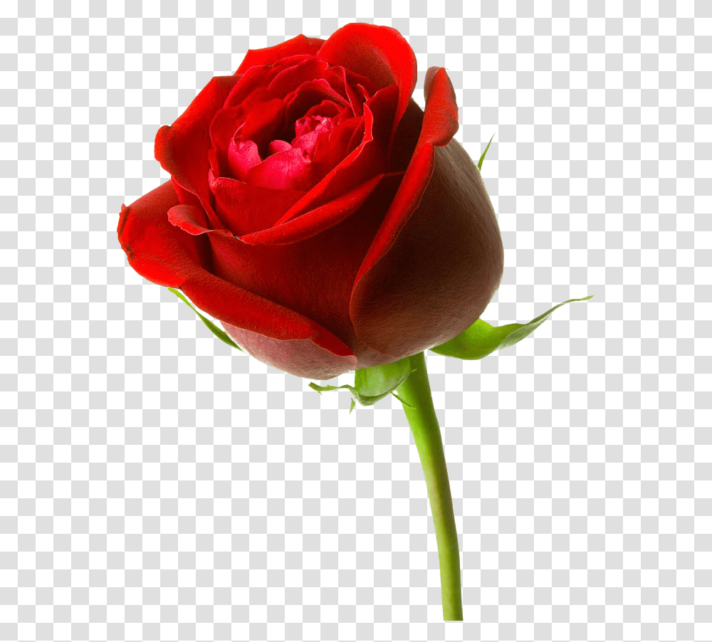 Mawar Merah Clipart Red Rose, Flower, Plant, Blossom Transparent Png
