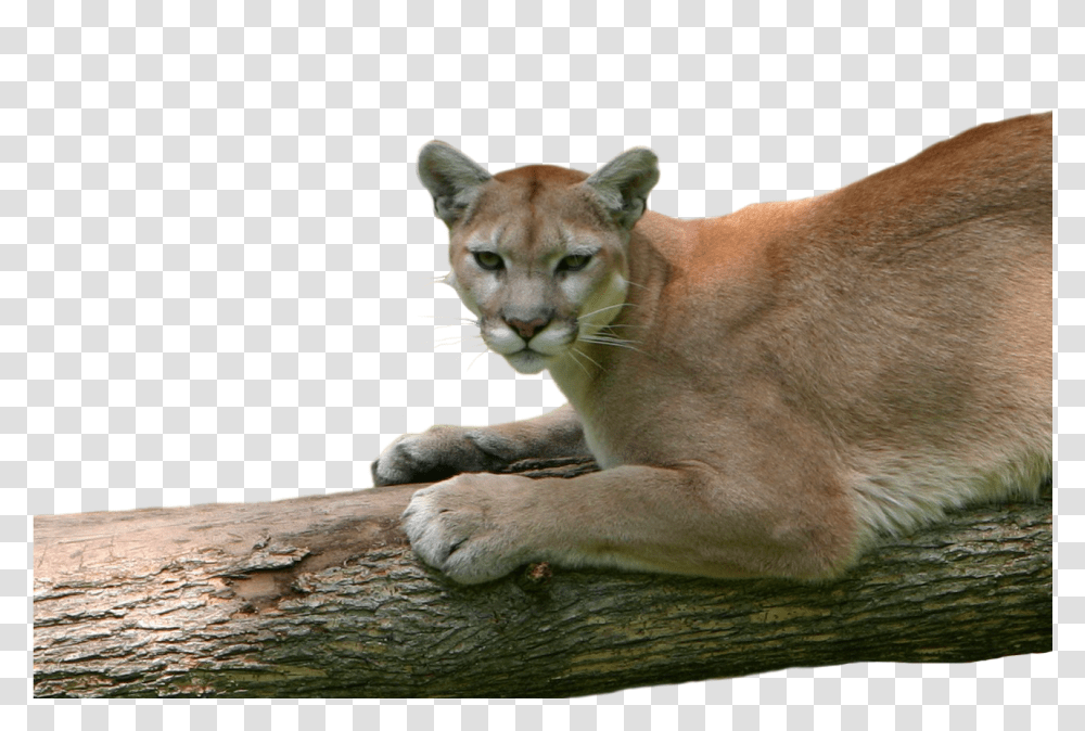 May 20 Cougar, Lion, Wildlife, Mammal, Animal Transparent Png