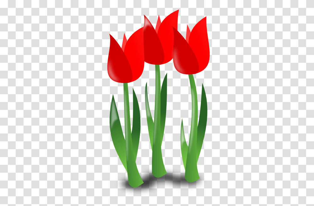 May Clipart, Plant, Flower, Blossom, Tulip Transparent Png