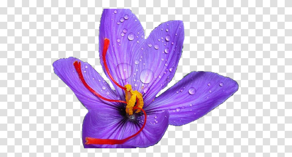 May Flower Clipart Saffron Flower, Plant, Blossom, Crocus, Petal Transparent Png