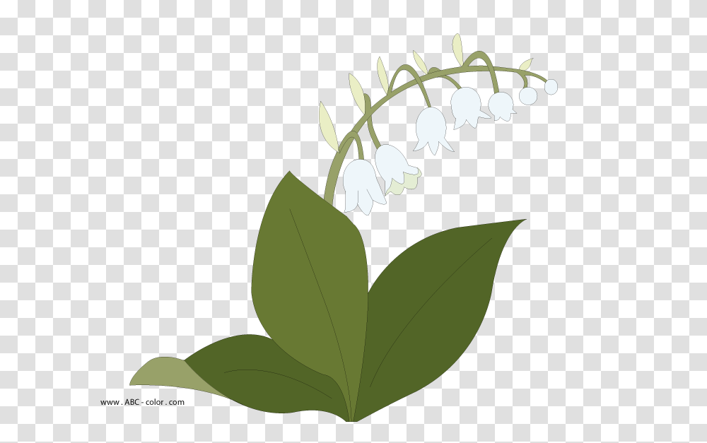 May Lily Raster Picturet, Plant, Flower, Blossom, Leaf Transparent Png