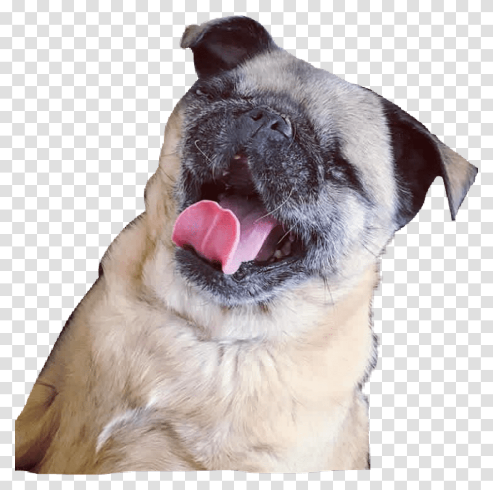Maya Pug Download, Mouth, Lip, Dog, Pet Transparent Png