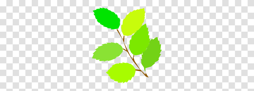 Maybe You Want To Know How, Green, Leaf, Plant, Veins Transparent Png