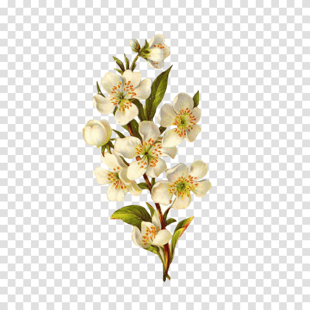 Mayflower Clipart Colorful Flower Background Vintage Flower, Plant, Blossom, Flower Arrangement, Pollen Transparent Png