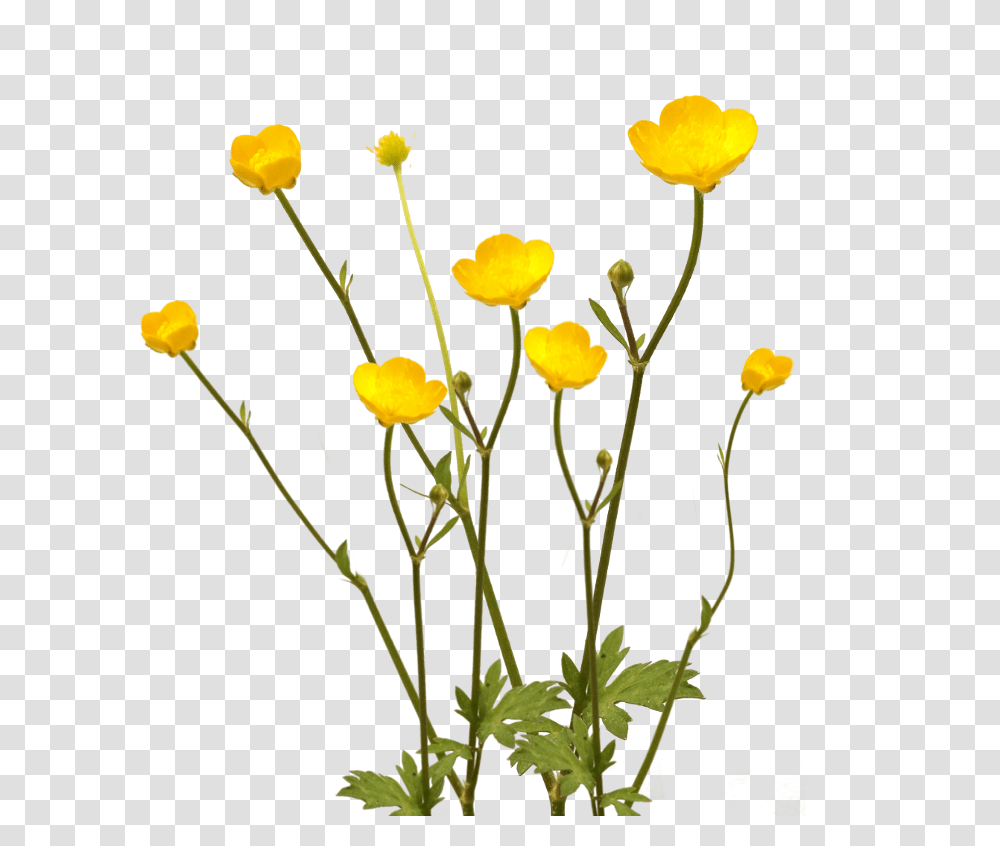 Mayflower, Ikebana, Vase, Ornament Transparent Png