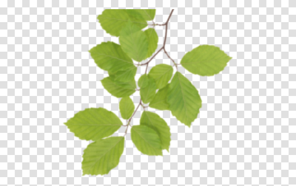 Mayilpeeli, Leaf, Plant, Green, Vegetation Transparent Png