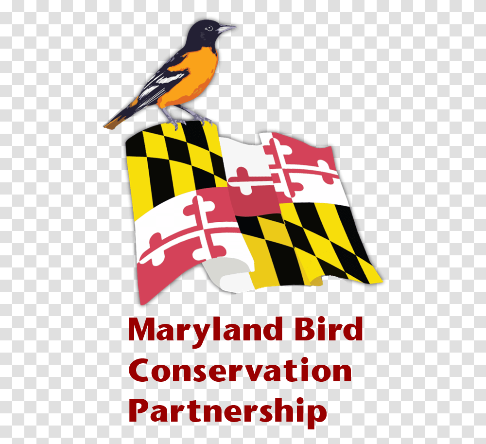 Mbcp Logo V2 Oriole, Bird, Animal, Poster, Advertisement Transparent Png