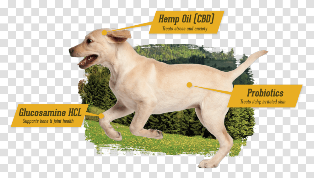 Mcgrupps Premium Pet Supplements And Treats For Your Dog Or Cat Companion Dog, Canine, Animal, Mammal, Labrador Retriever Transparent Png
