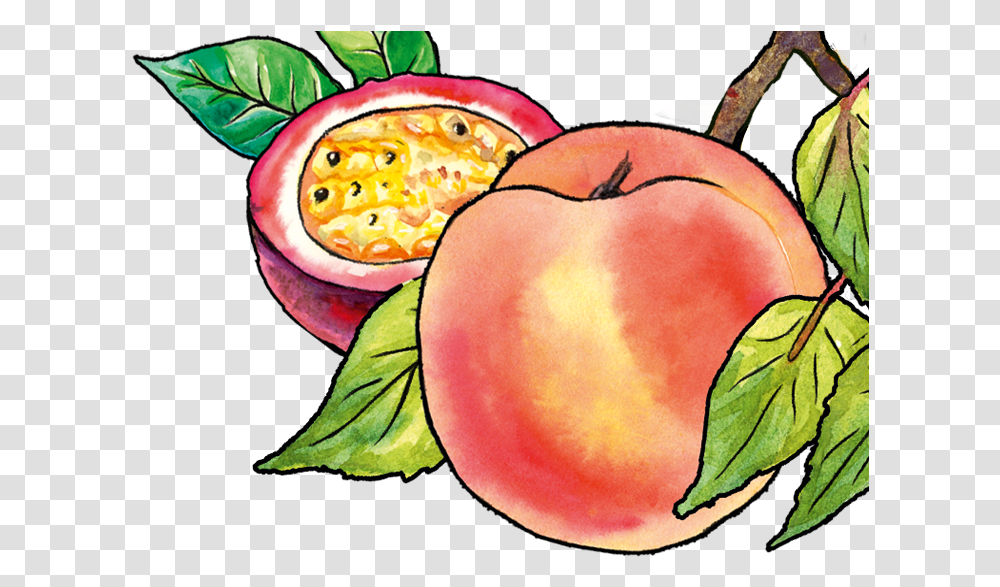 Mcintosh, Plant, Fruit, Food, Peach Transparent Png