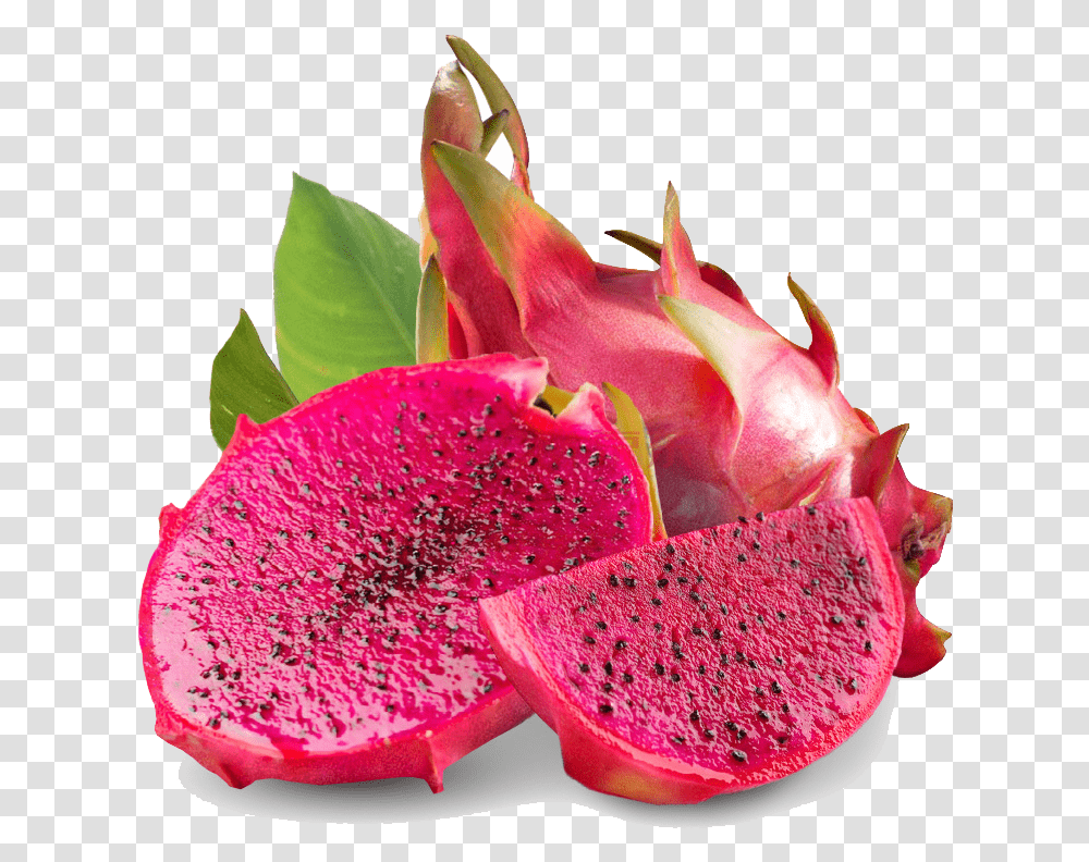 Mcp On Dragon Fruit Dragon Fruit, Plant, Food, Flower, Blossom Transparent Png