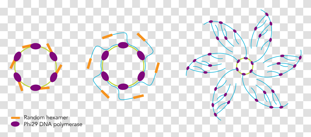 Mcrca Dna Amplification Kit Figure 1 Rolling Circle Amplification Kit, Coil, Spiral Transparent Png
