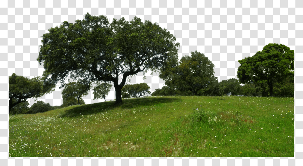 Meadow 960, Flower, Tree, Plant, Field Transparent Png