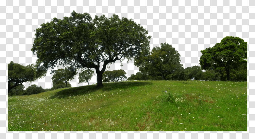 Meadow Nature, Tree, Plant, Field Transparent Png