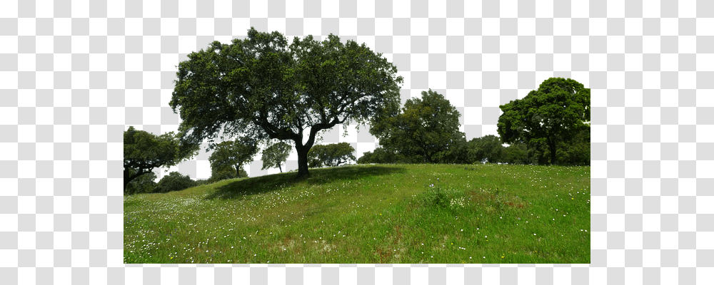 Meadow Nature, Tree, Plant, Tree Trunk Transparent Png