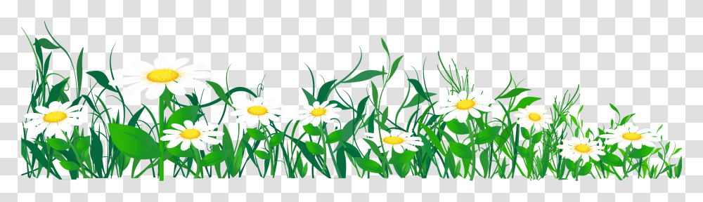 Meadow Daisies Clipart, Plant, Daisy, Flower, Blossom Transparent Png