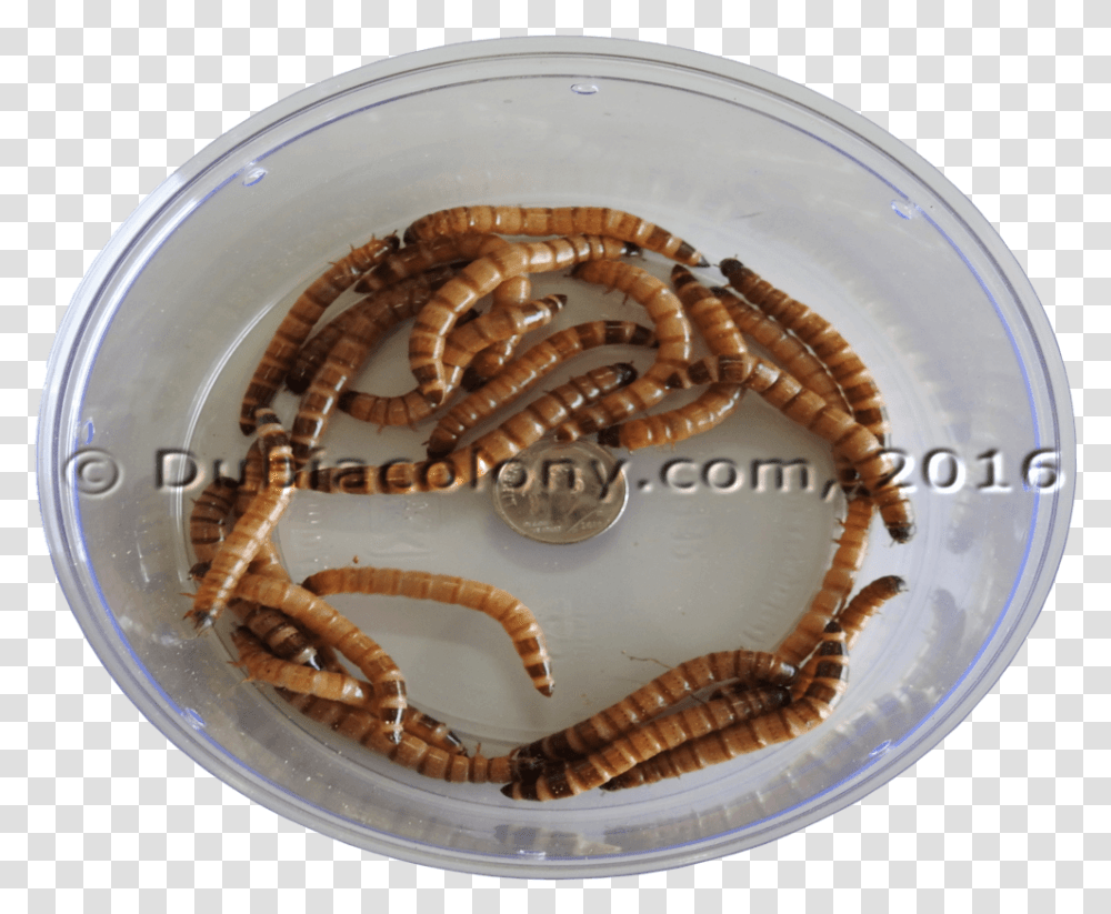 Mealworm, Bead, Accessories, Accessory, Worship Transparent Png