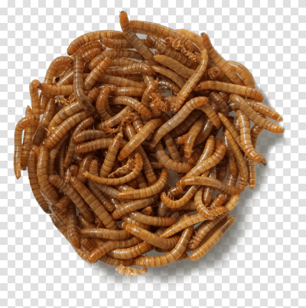 Mealworms, Bread, Food, Invertebrate, Animal Transparent Png