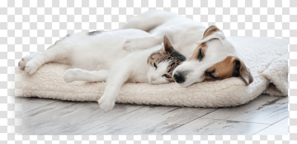 Mean Dog Dog And Cat Cuddling On Bed Relationship Between Cats And Dog, Pet, Mammal, Animal, Manx Transparent Png