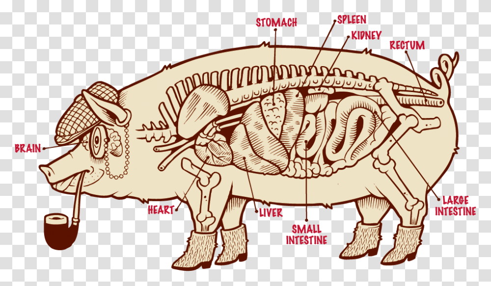 Meat Chris Chris Cosentino, Animal, Invertebrate, Insect, Mammal Transparent Png